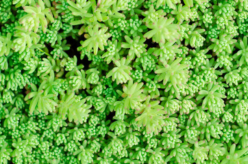 Green bush leaves wall background