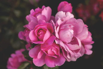 Obraz premium Beautiful rose blossoms close up