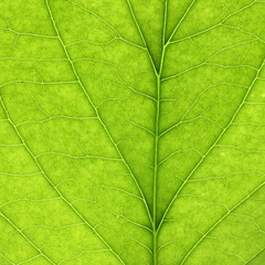 Green leaves close-up