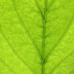 Naklejka na ściany i meble Green leaves close-up