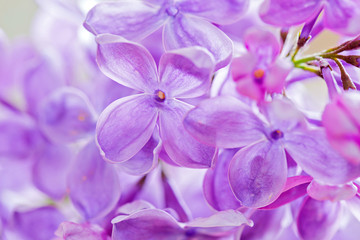 Macro shot of lilac