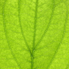 Obraz na płótnie Canvas Green leaves close-up