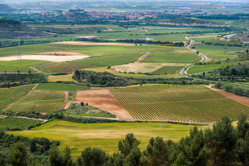 Fototapeta premium Landscape with vineyard, Haro as background, La Rioja (Spain)