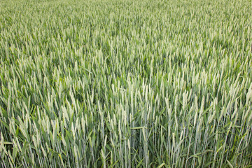 wheat field green background