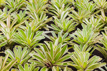 Fototapeta premium Bromeliad flowers