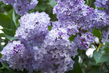 Fototapeta premium Lilac flowers delicate blossoms closeup. Spring mood with views of blooming lilacs.