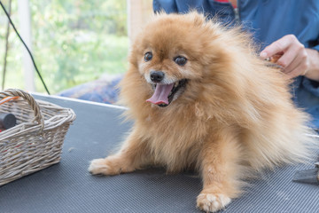 Smiling Pomeranian German Spitz dog is sitting on the grooming table and is looking at the camera. 