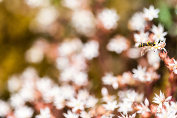 Small wasp on flower