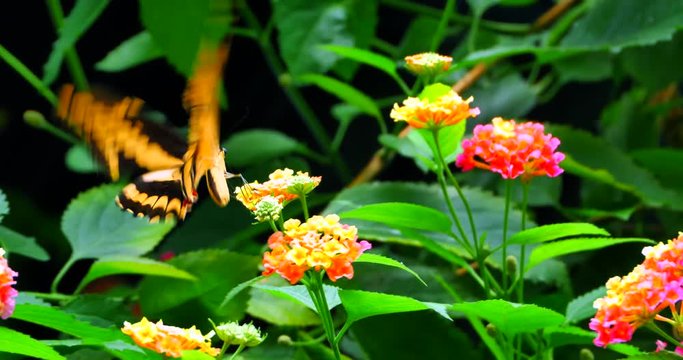 4K Macro King Swallowtail Butterfly, Papilio Thoas, on Exotic Flower