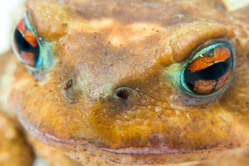 common toad (Bufo bufo) closeup of the head and eyes