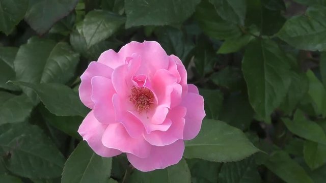 Pink rose flower on a summer day