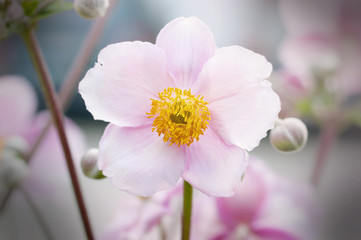 Anemone / Herbst-Anemone