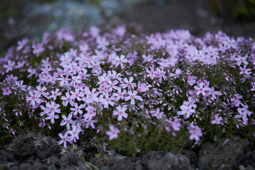 Fototapeta premium A flower bed with violet flowers Dianthus