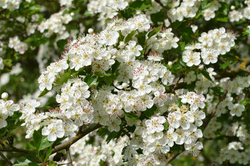 Weißdornblüten