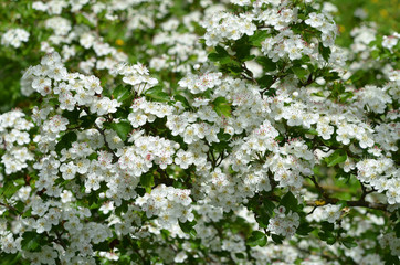 Weißdornblüten