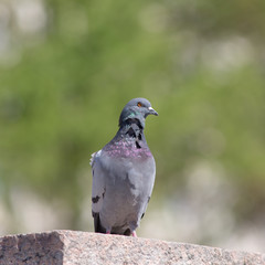 portrait of pigeon
