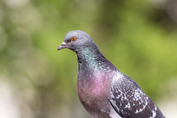 portrait of pigeon closeup