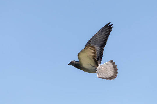 portrait of a dove in flight