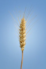 Ripe wheat
