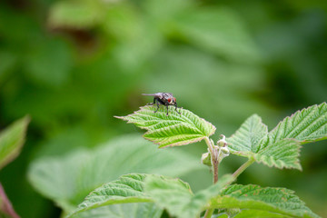 Flesh fly