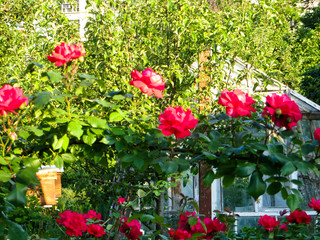 Red rose flowers on a bush in a garden