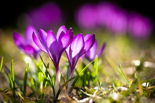Krokusse