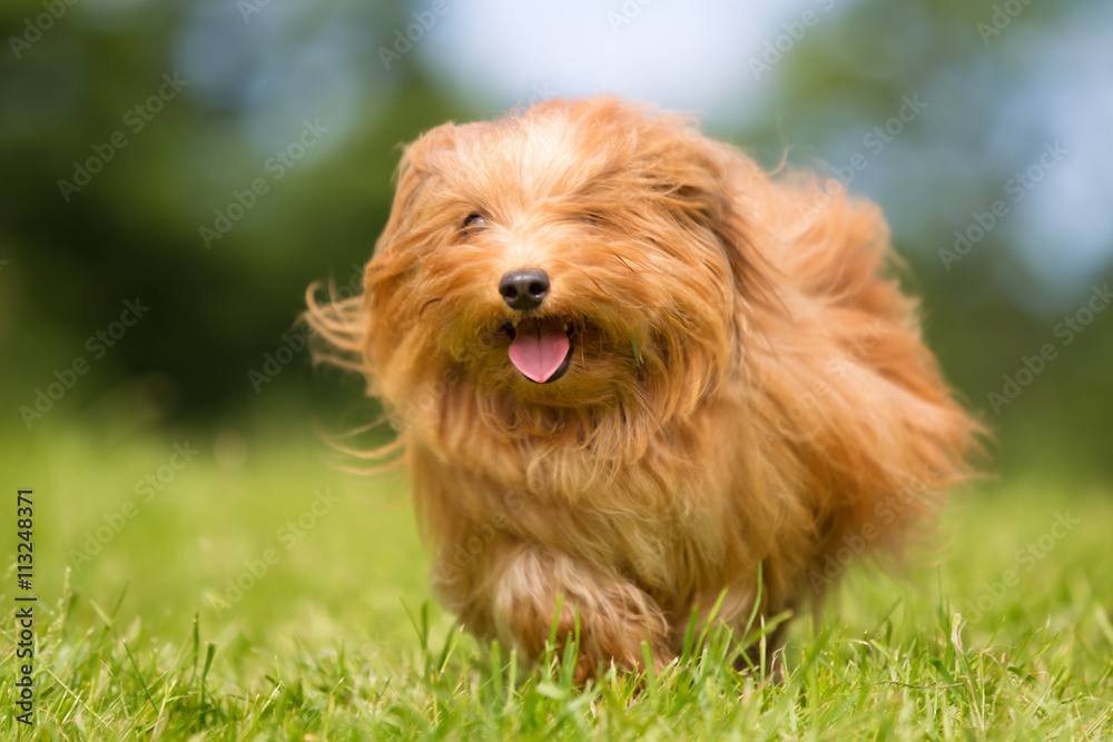 Canvas Prints Happy and smiling dog running