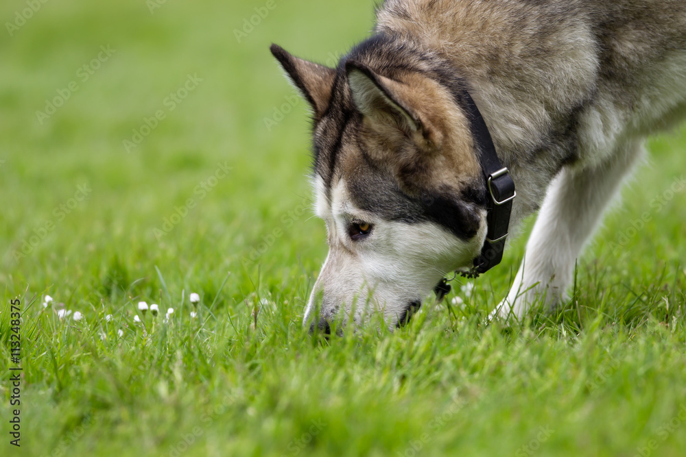 Poster purebred alaskan malamute dog outdoors in nature