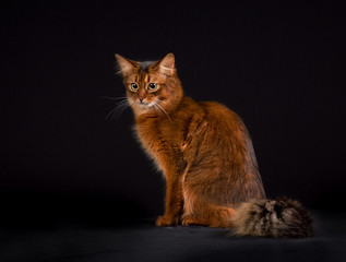 Purebred Somali cat