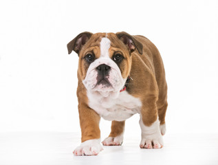 Obraz premium Brown And White Mops Dog