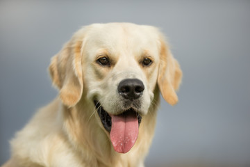 White Golden Retriever Dog