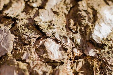 wood pettern  