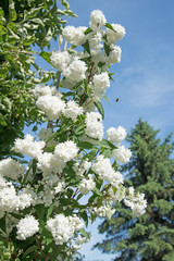 Pfeifenstrauch, Philadelphus