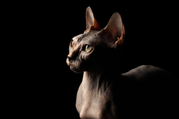 Closeup Portrait of Interesing Sphynx Cat with Yellow eyes Profile view Isolated on Black Background