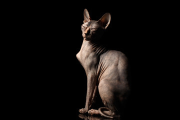 Weird Sphynx Cat Sitting Curious squints Isolated on Black Background, side view