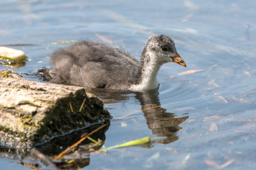 Schwimmendes Blässhuhn Kücken (Fulica atra)