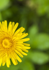 blooming dandelion blurred background