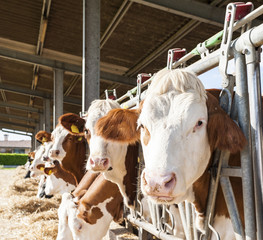 cows eating hay in cowshed,