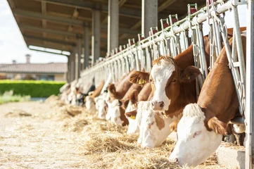 Fototapeten Kühe fressen Heu im Kuhstall © Franco Nadalin