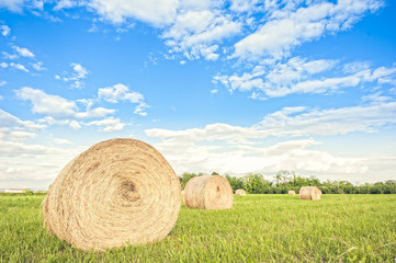 Hay bales on the field after harvest.
