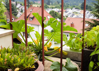 Zucchini anbauen auf dem Balkon über den Dächern der Stadt