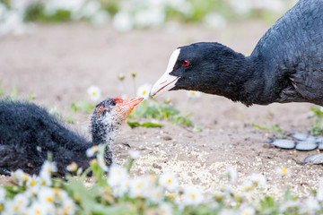 Blässhuhn füttert Kücken (Fulica atra)
