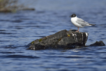 Mouette de Bonaparte