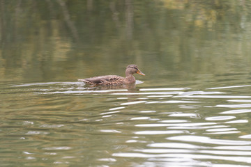 A grey duck swimming in a pond