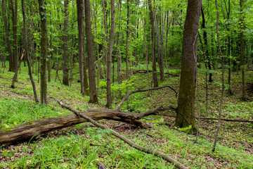 Deep moss forest