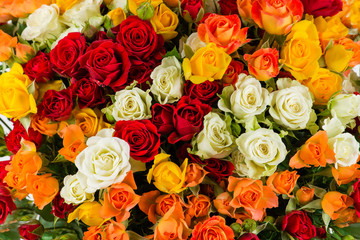 Obraz na płótnie Canvas background colorful shrub rose