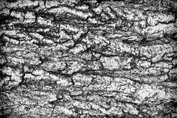 Abstract tree texture background black and white
