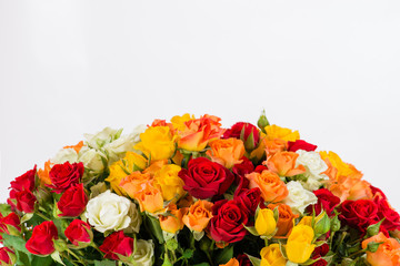 background colorful shrub rose