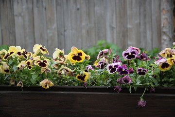 Blumenkasten mit Stiefmütterchen