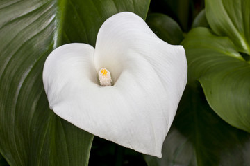 Fototapeta na wymiar Closeup of a Calla-lily (Zantedeschia aethiopica) flower in a garden